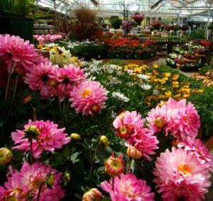 watters garden center in bloom