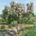 One of Arizona's most famous flowering trees, the desert willow benefits from summer feeding