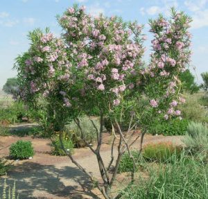 One of Arizona's most famous flowering trees, the desert willow benefits from summer feeding