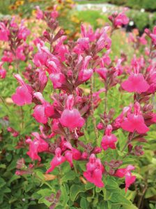 raspberry sparkle salvia