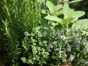 Garden Herbs