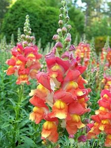 Snapdragon