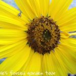 Sunflower ~ Nicole R