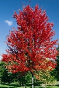 autumn-blaze-maple tree