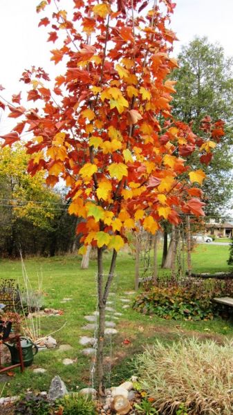 Maple Petticoat in Autumn