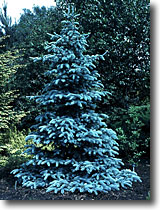 colorado-blue-spruce
