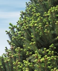 columnar-norway-spruce