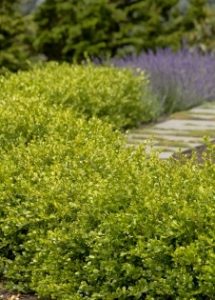 winter-gem-boxwood