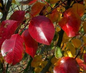 bradford pear in fall