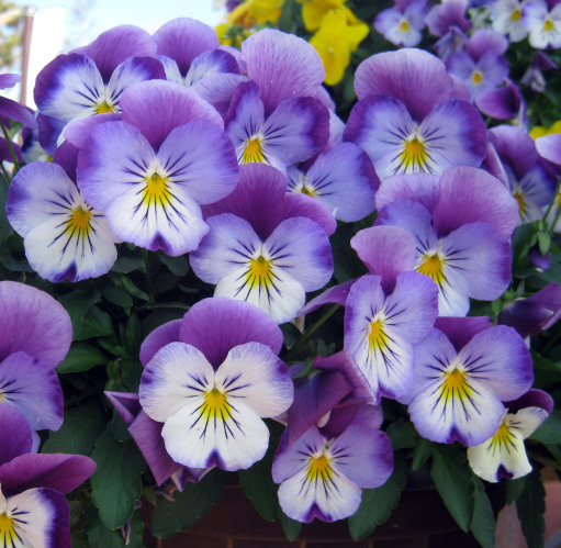 The new Cool Wave Pansy, a variety with extraordinary blooms, is more winter hardy than earlier pansy varieties.