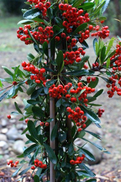 Pyracantha Victory