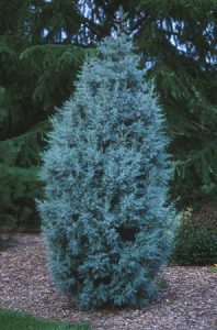 A natural ever-blue tree, the Arizona Cypress grows to an impressive 25' of natural deer-proof characteristics.