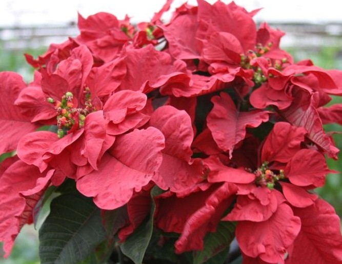 With fancy curled bracts that resemble giant rose petals, the "Red Carousel" poinsettia is a spectacular newcomer to 2013's holiday season.