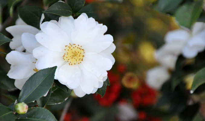 The new Ice Angel Camellia is winter hardy, winter blooming, and prefers to be planted in autumn.