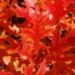 oak leaf close up