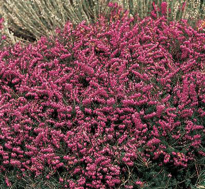 Pink flowering heath is one of the few local perennials that bloom in winter.