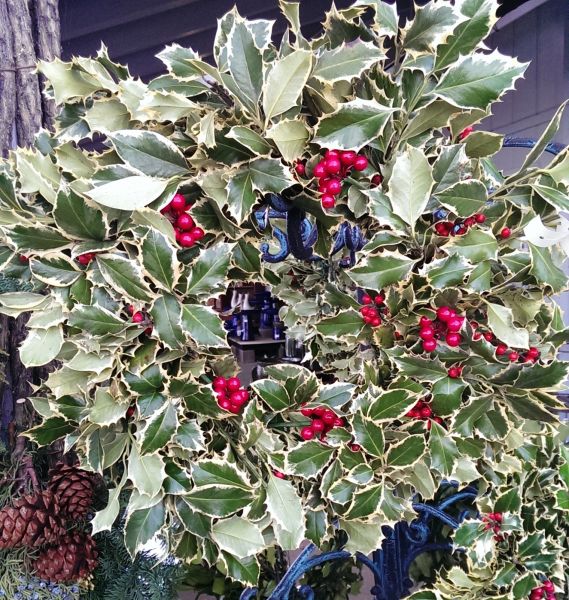 Holly wreath