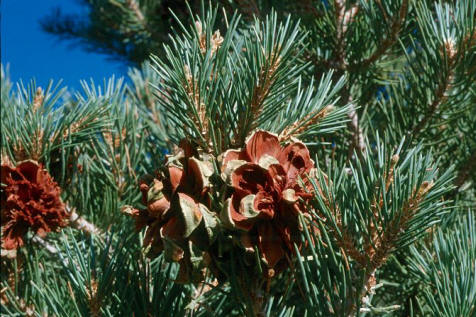Even a young Blue Pinyon Pine produces yummy, buttery nuts.