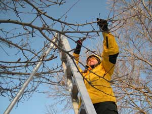 pruning in the cold