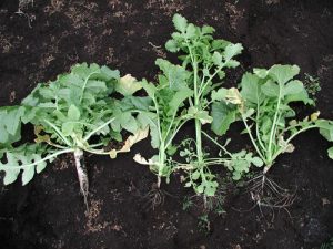 To ensure a nutrient rich planting medium, a garden's soil should be amended at the beginning of each year.