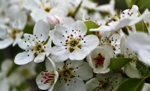 Announcing the arrival of spring, the 'Aristocrat' flowering pear bursts forth with an explosion of bridal-white flowers.