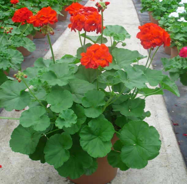 Geranium - Patriot Bright Red