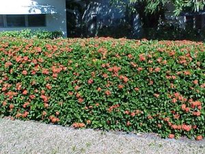 photinia hedge privacy