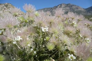 In fragrance and flower, few natives capture the spirit of the Southwest like Apache Plume