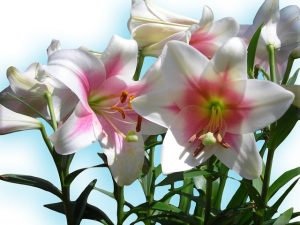 lilies-82154_640