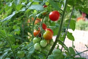 tomato clusters