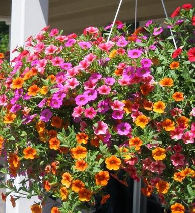 Hanging Baskets for Mothers Day