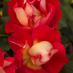 caramba shrub rose