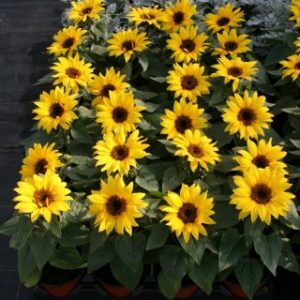 sunflower Choco Sun Helianthus