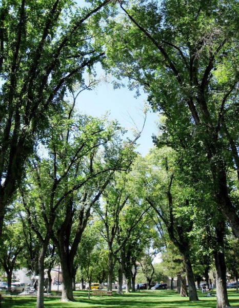 Prescott American Elm