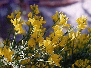 spanish broom