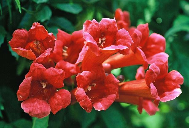 trumpet vine