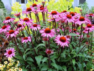 coneflower merlot