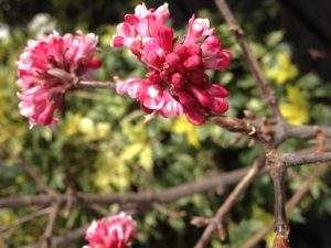 new buds on viburnum