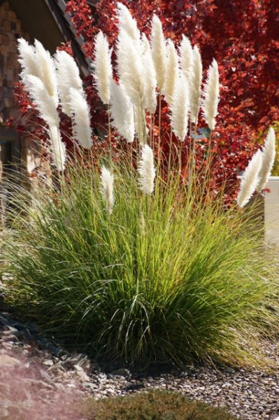 Ivory feathers Pampas Grass