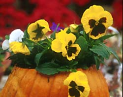 Pansy in a pumpkin