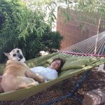 dog and hammock