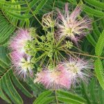 mimosa tree