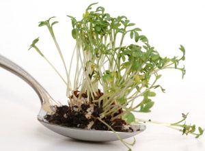 Sprouts on a spoon