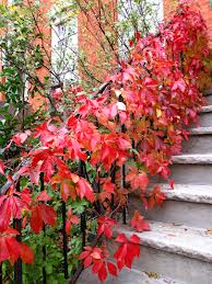 virginia creeper in fall color at entrance