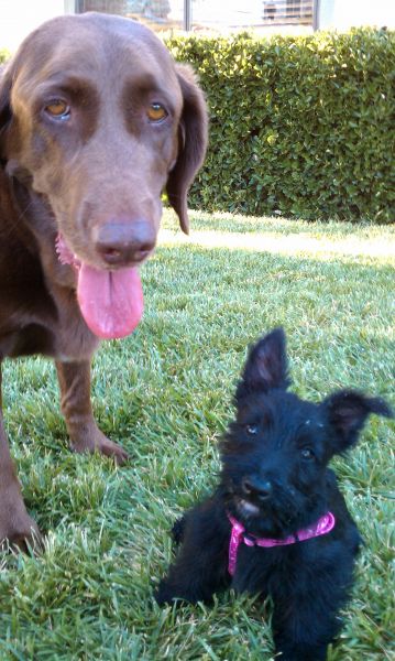 Bailey pup and baja queen