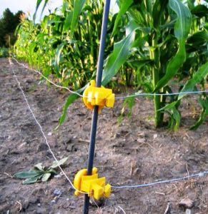 Electric fence around corn