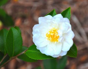 camellia ice angel