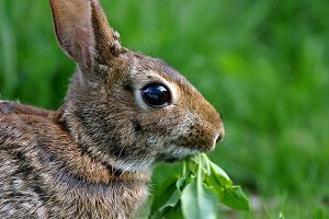 rabbit eating plant