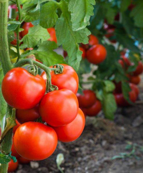 Tomatoes growig on the vine