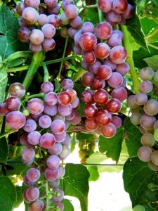 Flame-Red-Grapes